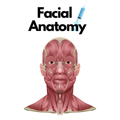 Anatomy and Physiology Online cours